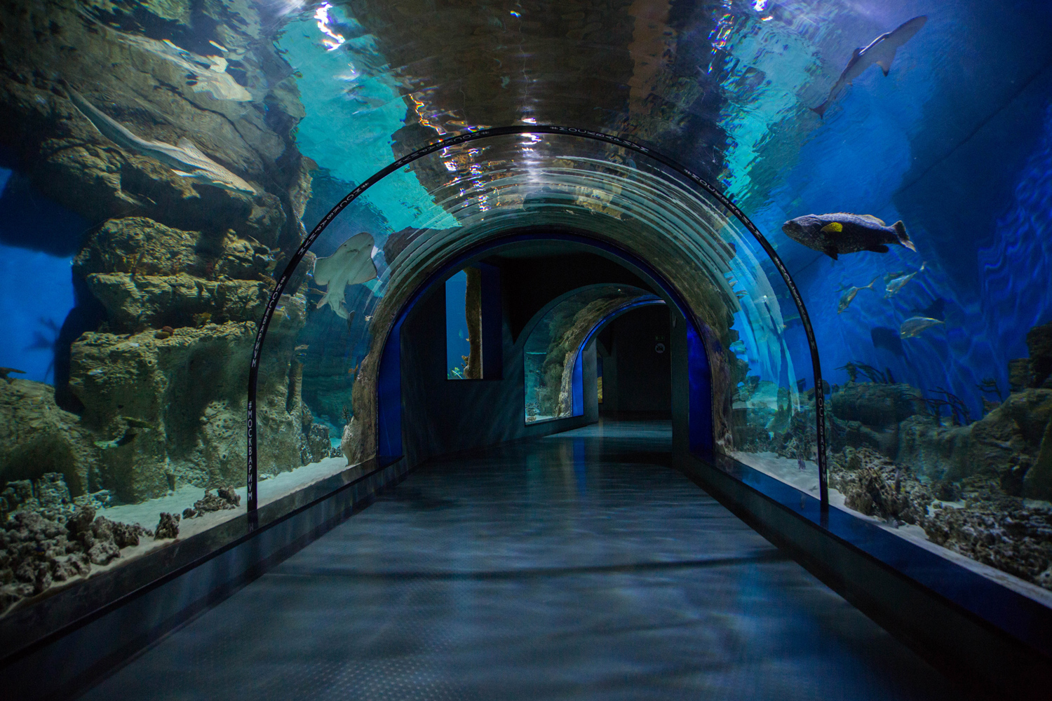 Выездная регистрация в Москвариуме на ВДНХ